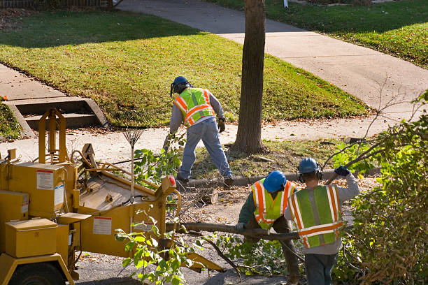  Haverford College, PA Tree Service Pros